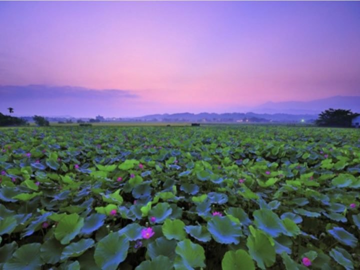 Những điểm đến ngắm hoa lý tưởng được Cục du lịch Đài Loan đề xuất tham quan vào mùa hè 2024