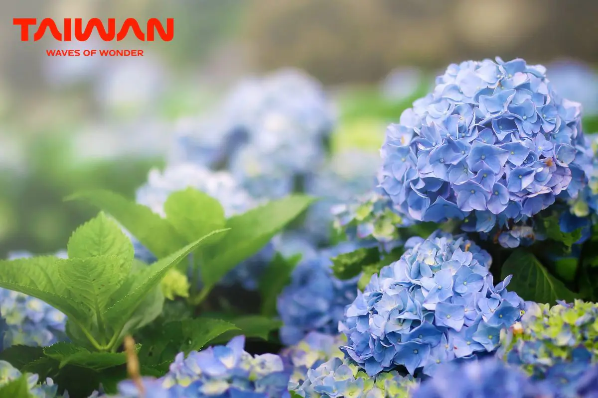 Mùa xuân của muôn hoa xứ Đài